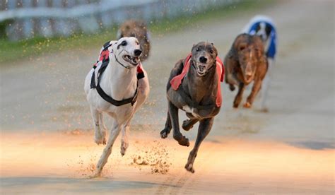 racing post greyhound results today|Greyhound Racing Results for 2024.